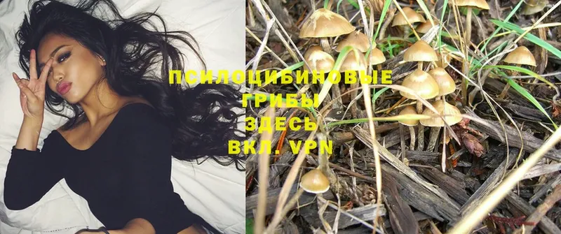 KRAKEN ССЫЛКА  Белебей  Галлюциногенные грибы Psilocybine cubensis 