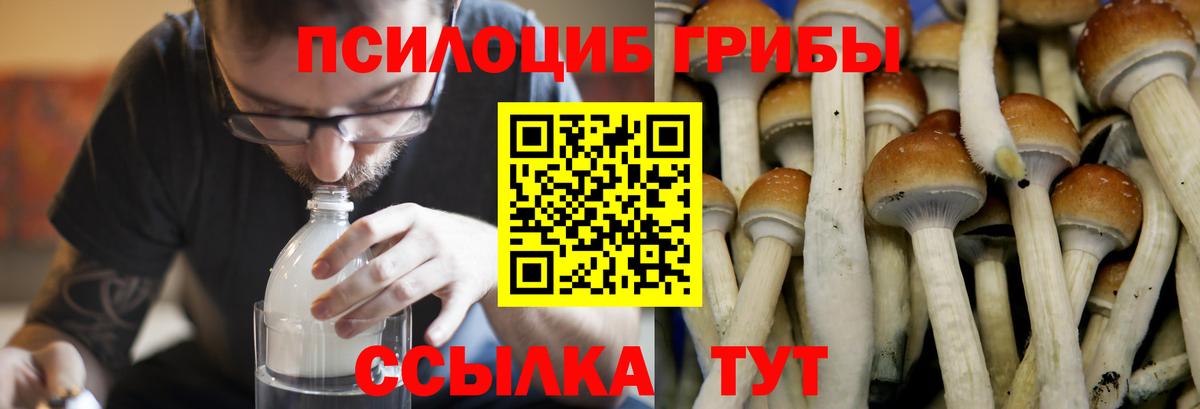 Галлюциногенные грибы GOLDEN TEACHER  Вход с VPN  Белебей  Псилоцибиновые грибы Cubensis 